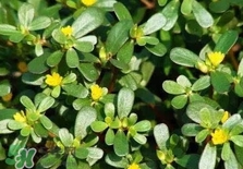 螞蚱菜是馬齒莧嗎？螞蚱菜是什么樣子的