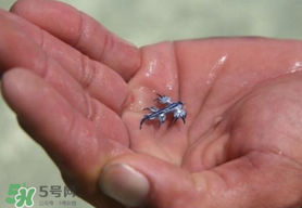 海蛞蝓可以當(dāng)寵物養(yǎng)嗎？ 海蛞蝓多少錢一只？