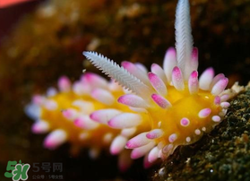 海蛞蝓可以當(dāng)寵物養(yǎng)嗎？ 海蛞蝓多少錢一只？