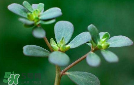 螞蚱菜對人體有哪些好處？螞蚱菜不能和什么一起吃