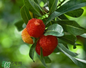 七月份還有楊梅嗎？7月份楊梅哪里有？