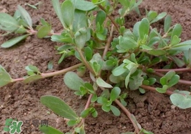 螞蚱菜怎么吃？螞蚱菜怎么做好吃