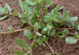 螞蚱菜對人體有哪些好處？螞蚱菜不能和什么一起吃