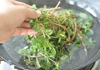 螞蚱菜能生吃嗎？螞蚱菜可以生吃嗎