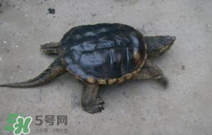 鱷龜可以吃嗎？鱷龜好吃嗎