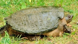 鱷龜是保護動物嗎？鱷龜是外來物種嗎