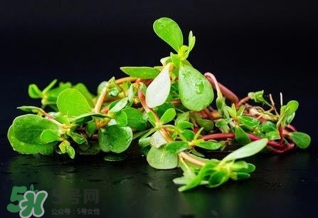 螞蚱菜是馬齒莧嗎？螞蚱菜是什么樣子的
