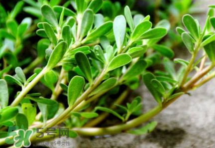 馬蜂菜治什么??？馬蜂菜的功效與作用