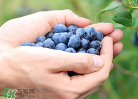 藍(lán)莓什么品種好？盆栽藍(lán)莓什么品種好？
