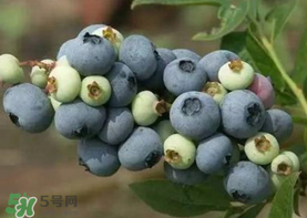 藍(lán)莓什么品種好？盆栽藍(lán)莓什么品種好？