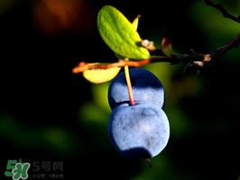 野生藍莓多少錢一斤？野生藍莓多少錢一箱？