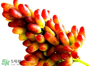美人指葡萄多少錢一斤？美人指葡萄是轉(zhuǎn)基因嗎？