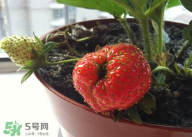 七月份有草莓嗎？7月份有草莓嗎？