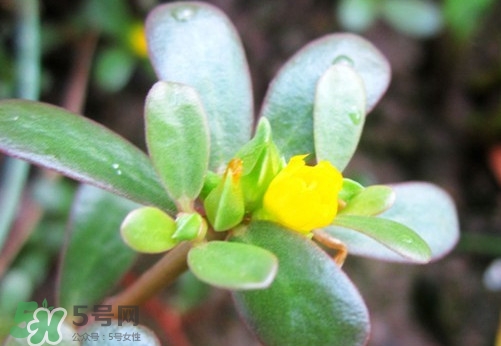 馬蜂菜治什么??？馬蜂菜的功效與作用