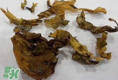 昆布是什么？昆布是海帶嗎