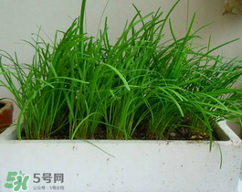 6月份能種韭菜嗎？ 6月份能種韭菜種子嗎？