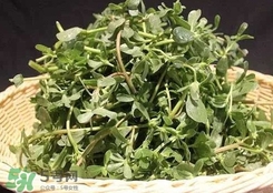 馬蜂菜孕婦可以吃嗎？孕婦能吃馬蜂菜嗎