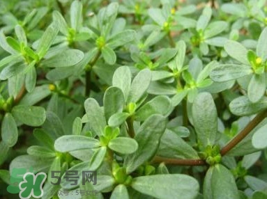 馬蜂菜跟什么相克？什么人不能吃馬蜂菜？