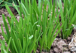 6月份能種韭菜嗎？ 6月份能種韭菜種子嗎？