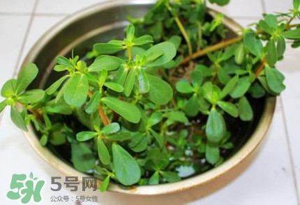 馬蜂菜怎么吃？馬蜂菜怎么做好吃