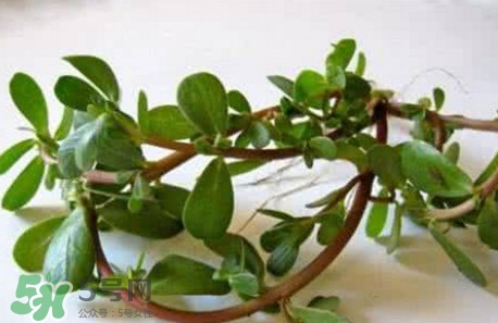 馬蜂菜跟什么相克？什么人不能吃馬蜂菜？