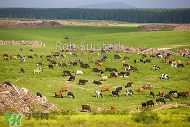 奶粉哪個(gè)國家的最好？奶粉哪個(gè)國家的奶源好？