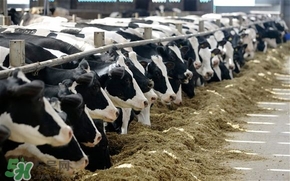 奶粉哪個(gè)國家的最好？奶粉哪個(gè)國家的奶源好？