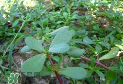 馬蜂菜有毒嗎？馬蜂菜有什么好處