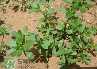 馬蜂菜治什么??？馬蜂菜的功效與作用