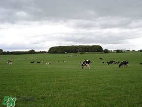 奶粉哪個(gè)國家的最好？奶粉哪個(gè)國家的奶源好？