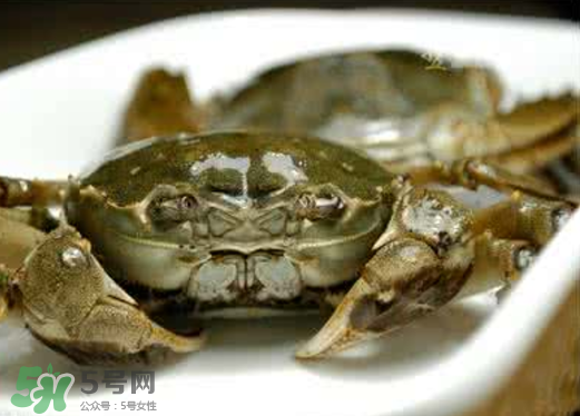 黃浦江邊為什么會出現(xiàn)大閘蟹？黃浦江岸邊驚現(xiàn)大閘蟹