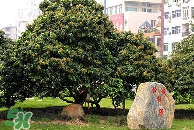 掛綠荔枝為什么這么出名？掛綠荔枝的由來和傳說
