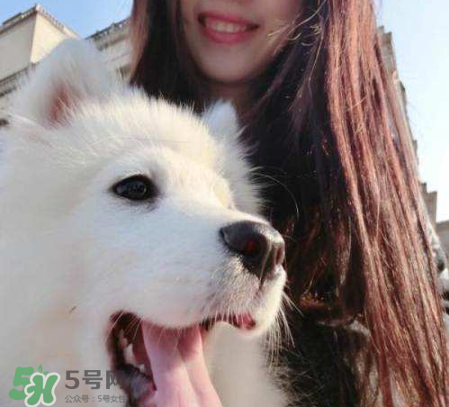 薩摩耶多少錢一只？小薩摩耶多少錢一只？