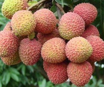 增城荔枝什么時(shí)候成熟？增城的荔枝品種有哪些？