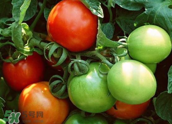 青西紅柿放紅了能吃嗎？青西紅柿放熟了能吃嗎？