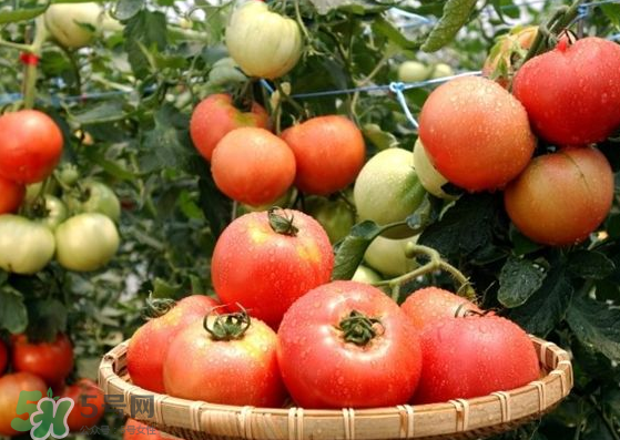 青西紅柿放紅了能吃嗎？青西紅柿放熟了能吃嗎？