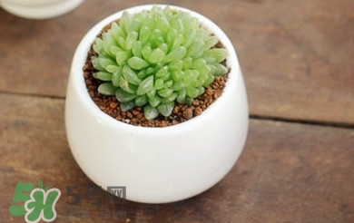 多肉植物怎么養(yǎng)？多肉植物多久澆一次水