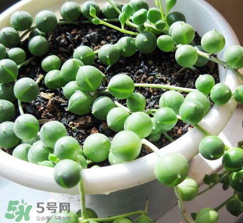 多肉植物能吃嗎？多肉植物哪些可以吃