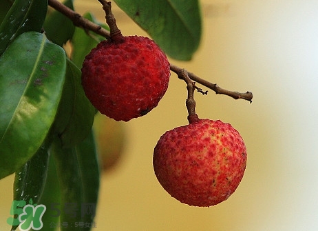 從化荔枝幾月熟？從化荔枝什么時候成熟