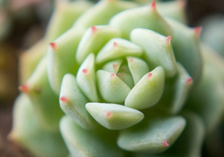 多肉植物能吃嗎？多肉植物哪些可以吃