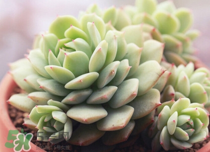 多肉植物能吃嗎？多肉植物哪些可以吃