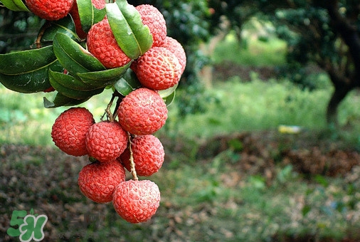 從化荔枝幾月熟？從化荔枝什么時候成熟