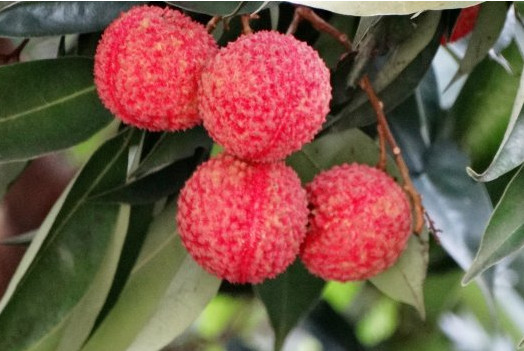 增城荔枝什么時(shí)候成熟？增城的荔枝品種有哪些？