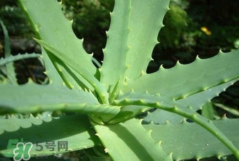多肉植物能吃嗎？多肉植物哪些可以吃