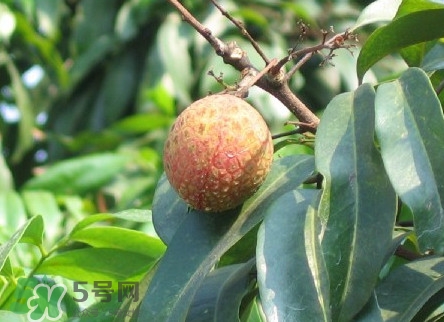 增城哪里可以摘荔枝？增城哪里有荔枝摘