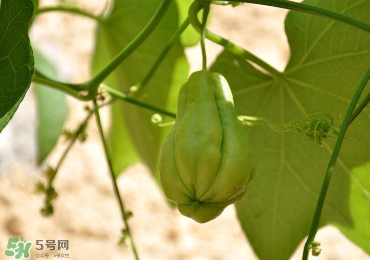 佛手瓜發(fā)芽了可以吃嗎？佛手瓜怎么吃？