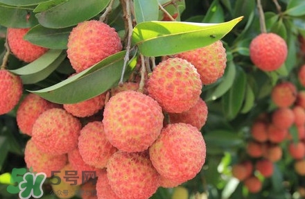 黑葉荔枝有什么特點？黑葉荔枝的功效