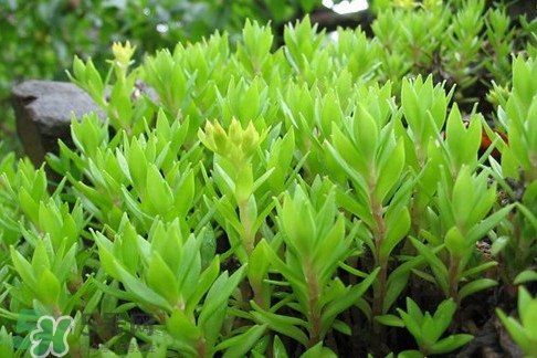 多肉植物能吃嗎？多肉植物哪些可以吃