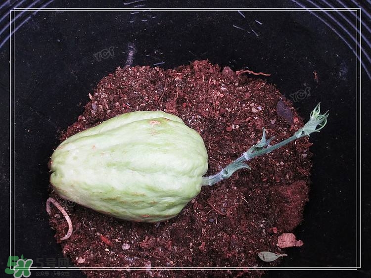 佛手瓜發(fā)芽了可以吃嗎？佛手瓜怎么吃？