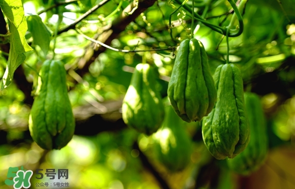佛手與佛手瓜有什么區(qū)別？佛手與佛手鉗有什么區(qū)別